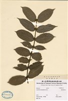 藏品(圓葉雞屎樹)的圖片